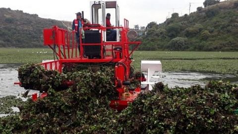 Retiran 124 toneladas de lirio acuático en presa Madín