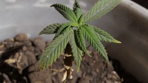 Despenalización de la marihuana favorecerá a campesinos: Segob