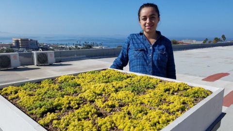 En marcha primer estudio sobre funcionamiento de techos verdes en Ensenada