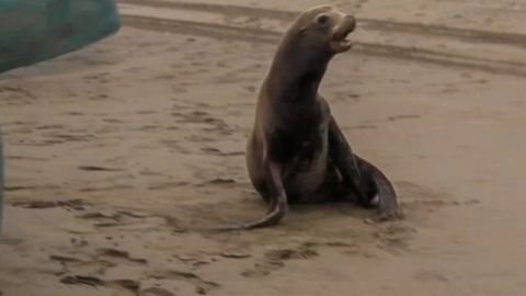 Rescatan a lobo marino en Sinaloa con múltiples heridas