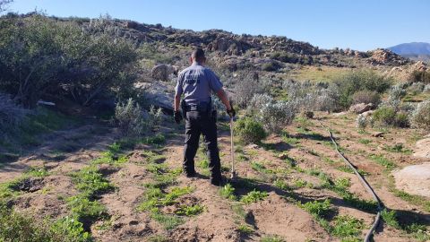 Guardia Nacional destruye 900 plantas de marihuana