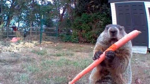 VIDEO: Traviesa marmota se cuela en cosechas y come frente a cámara de seguridad