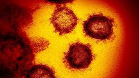 Baja California no tiene casos confirmados de coronavirus