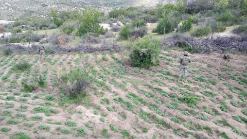 Once plantíos de mota destruidos en primer bimestre