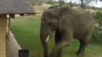 VIDEO: Elefante recoge la basura tirada por los humanos y la lleva al bote