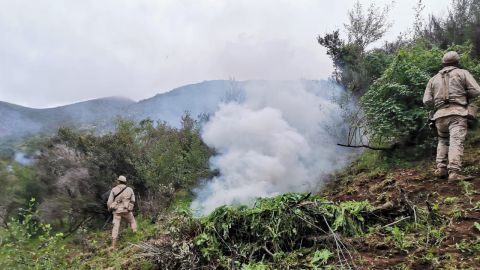 Destruyen Plantío de amapola en Ensenada