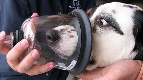 VIDEO: Bomberos aplican oxígeno a animales tras incendio