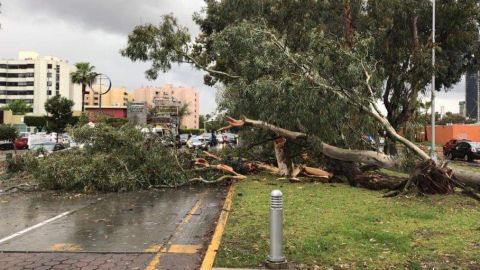 Cae árbol en pleno Paseo de los Héroes
