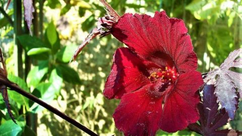 La jamaica puede matar más baterias que el cloro