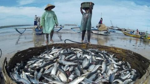 Sector pesquero afectado por pandemia de Covid-19