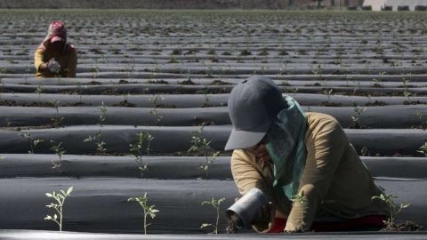 Detectan en Canadá a 19 trabajadores agrícolas mexicanos con Covid-19