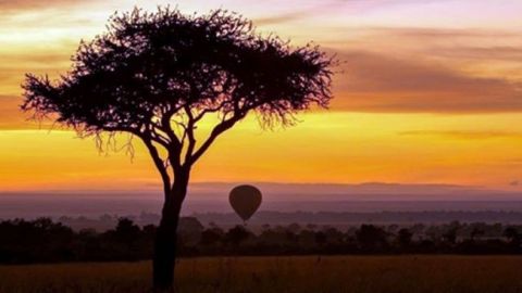 Realiza un safari sin salir de tu casa