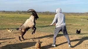 Peleador de la UFC entrena con una cabra