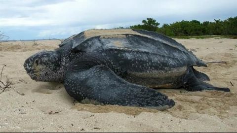 La tortuga marina más grande del mundo, en tiempos del nuevo coronavirus