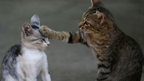 Dos gatos son las dos primeras mascotas que dan positivo de COVID-19 en EEUU