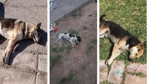 Denuncian envenenador de perros en Mexicali