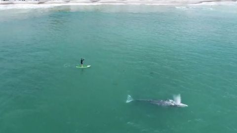 Enorme ballena gris sorprende a los surfistas de la costa de California