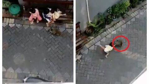 VIDEO: Un mono abordo de una motocicleta intenta robarse una bebé 🤯