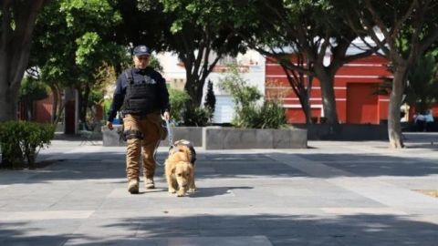 La ''Paw patrol'' de Puebla asegura drogas y armas