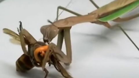 VIDEO: La mantis religiosa, depredadora del "avispón asesino"