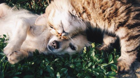 Perros y gatos no transmiten COVID-19 a humanos: autoridades de CDMX