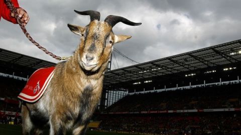 Mascota del Colonia se perderá reinicio de Bundesliga