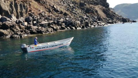 VIDEO: Rescatan lobo marino fino en Isla Guadalupe
