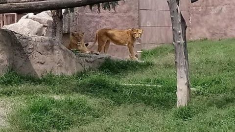 Muerte de leona en Zoológico de Aragón no fue por Covid, aclaran