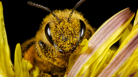 Advierten que sin abejas habrá desabasto de alimentos