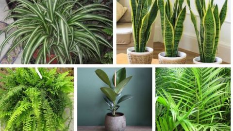 En esta temporada de calor, descubre plantas que lo absorben y adornan tu hogar