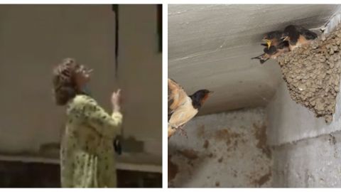 VIDEO: Mujer acaba con 50  nidos de golondrinas, especie protegida 🤬