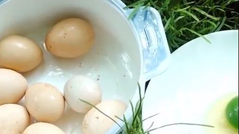 A gallina se le ponen los huevos verdes 😱