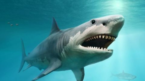 Encontró un diente del tiburón más grande que ha existido