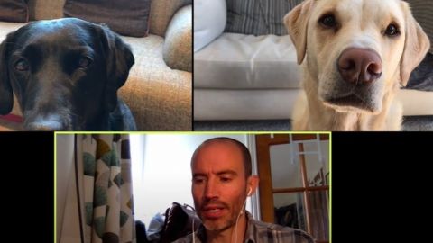 VIDEO: Hombre hace videollamada con sus dos perritos por Zoom