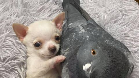 Paloma se convierte en ''niñera'' de cachorrito abandonado que no puede caminar