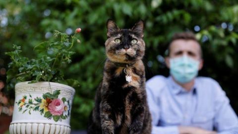 Una gatita, la última sobreviviente del coronavirus en Paris