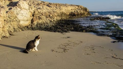 FOTOS: Gatita va a la playa por primera vez, su reacción se vuelve viral
