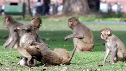 Monos roban muestras de sangre de coronavirus en India