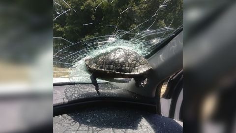 ¡INSÓLITO! | Tortuga ''vuela'' y se estrella en un parabrisas de un auto 😱