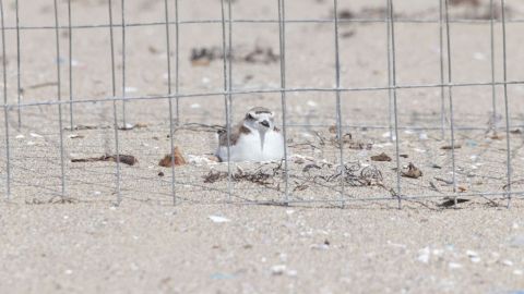 Instalan cerco para proteger nidos de chorlos nevados