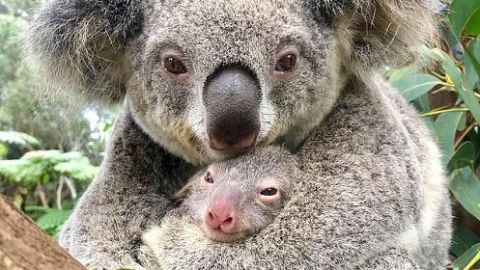 Nace el primer koala en Australia tras los devastadores incendios forestales