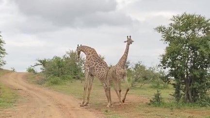 Dos jirafas se enredaron singularmente, la ayudó a estirar antes de la pelea 😂