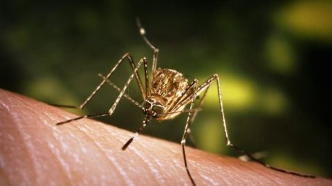 Un mosquito da positivo al virus Nilo Occidental en San Diego