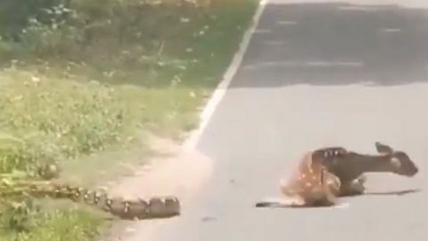 Hombre arriesga su vida para salvar a un ciervo de ser devorado por una pitón