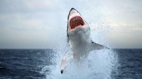 Surfista de 60 años fue atacado por un tiburón blanco
