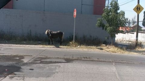Abandonan a caballo pony en las calles de Tijuana