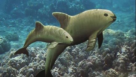 EEUU es la causa de los problemas de extinción de especies en el Mar de Cortés