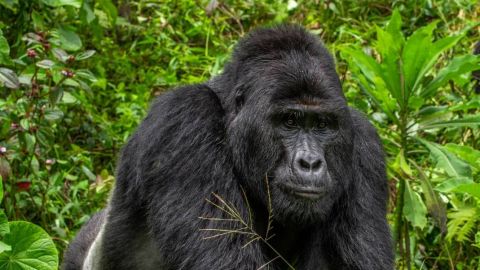 matan a Rafiki, uno de los últimos gorilas de Uganda