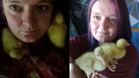 Incuba huevos que compró en el supermercado y nacen tres patitos