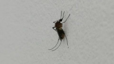 Mosquitos con dengue amenazan con arrasar Baja California